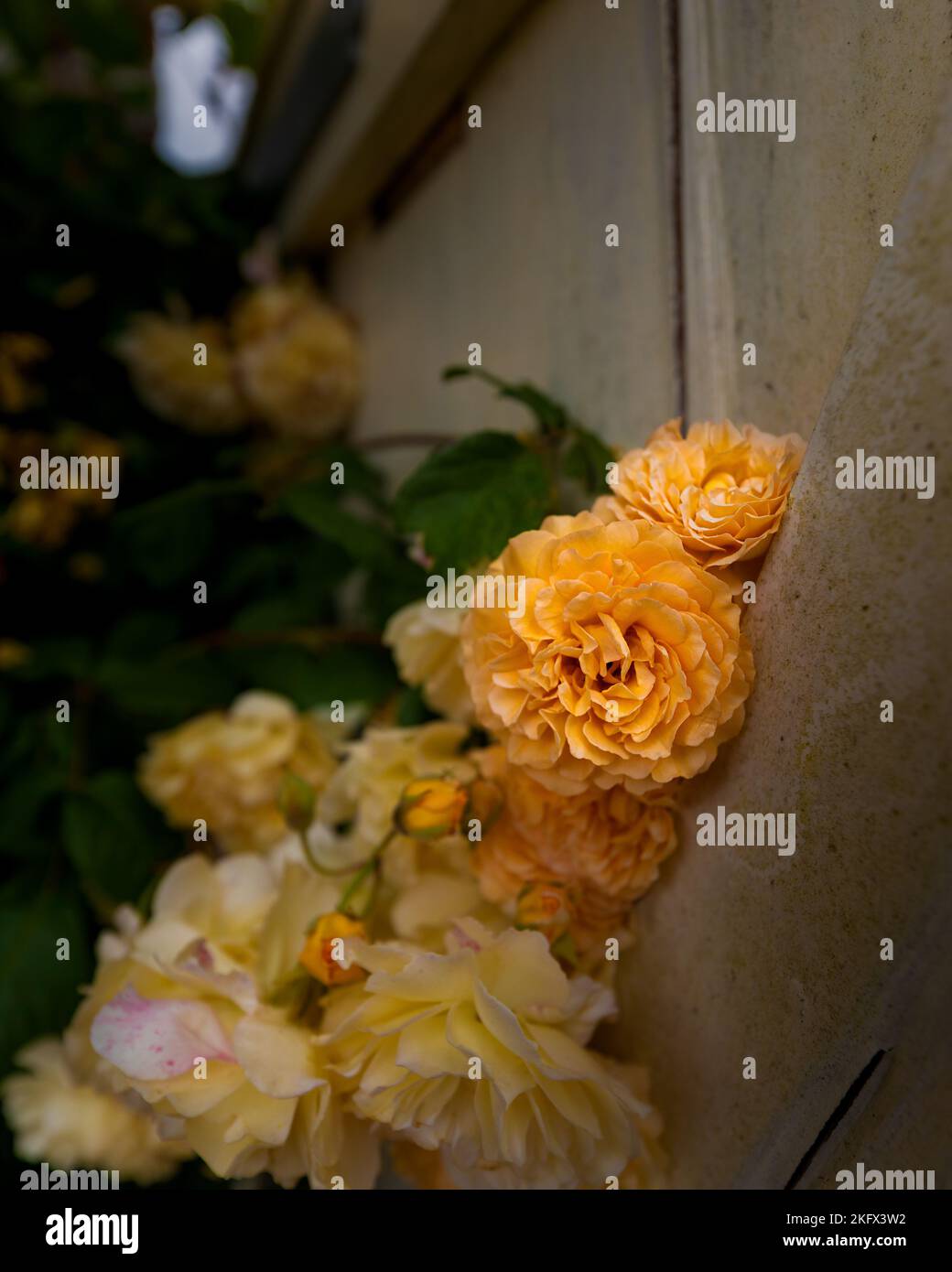 Roses in bloom in the rose garden at Mottisfont Abbey, Romsey ...