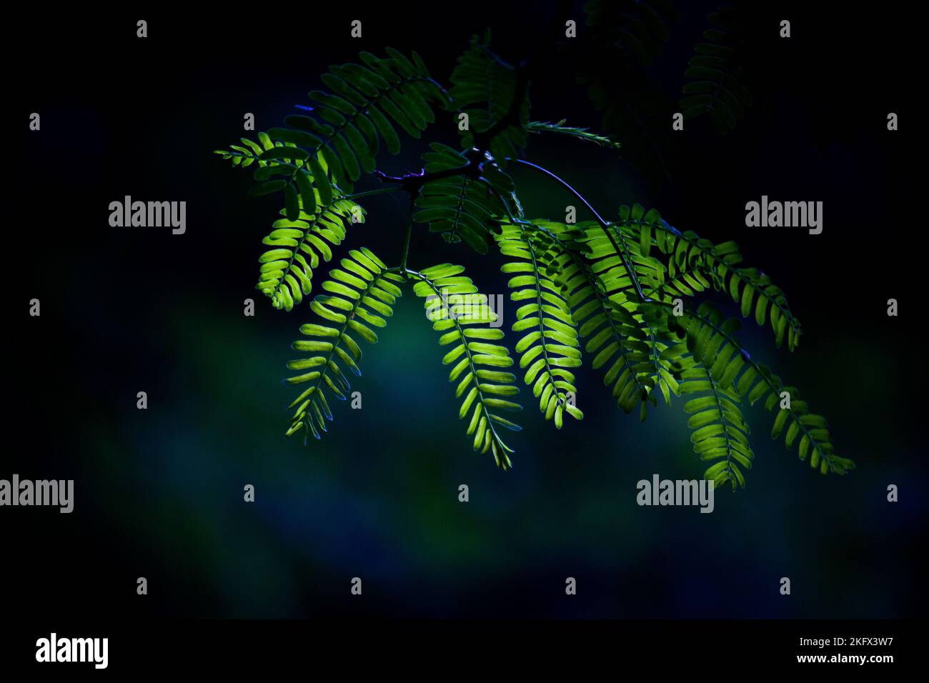 Green leaves reflecting the natural sun light during the day on a dark background Stock Photo