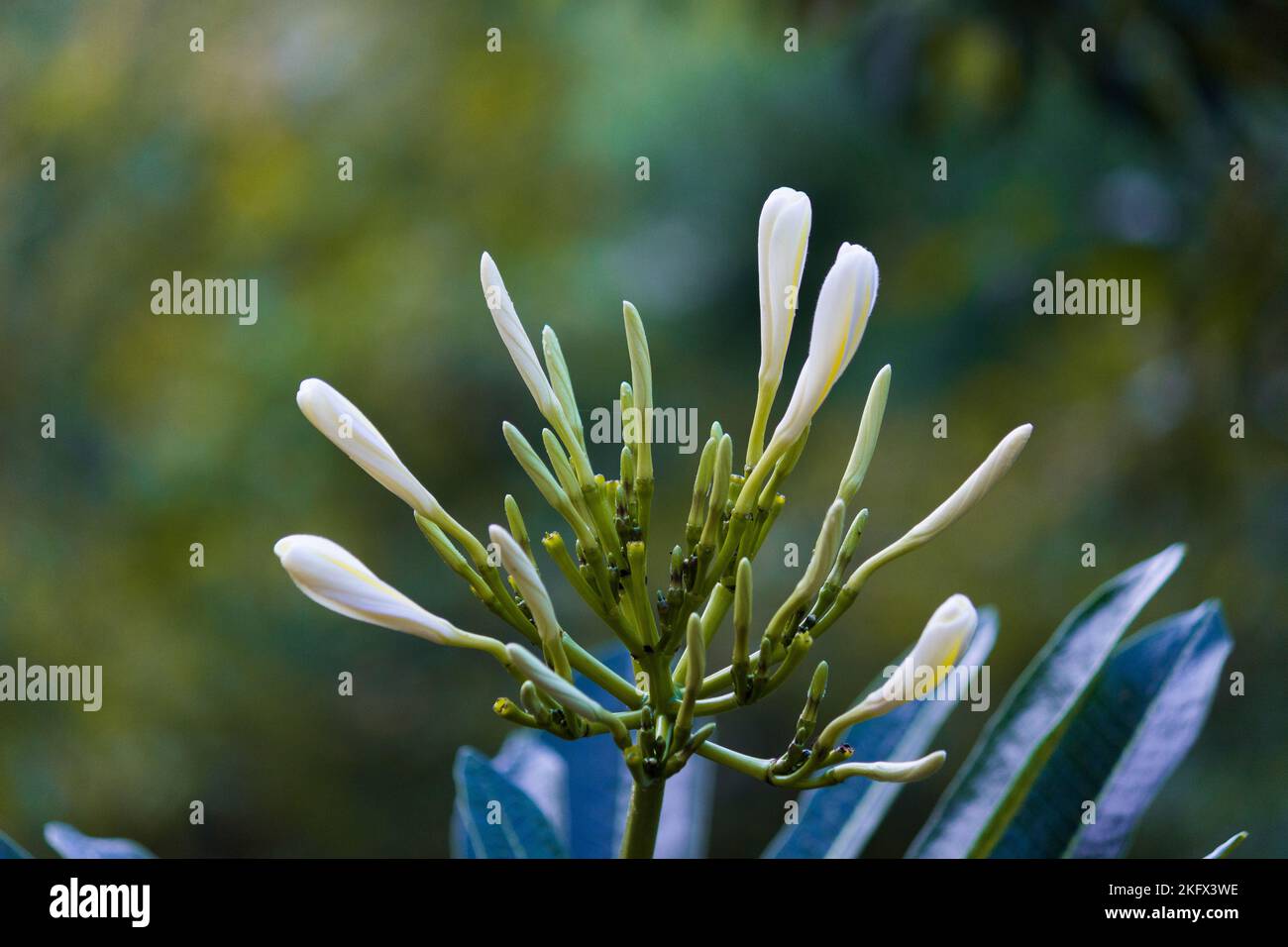White flowers in full bloom in the garden on a bright sunny day Stock Photo