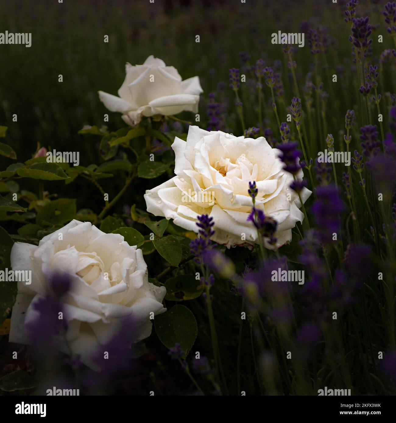 Roses in bloom in the rose garden at Mottisfont Abbey, Romsey ...