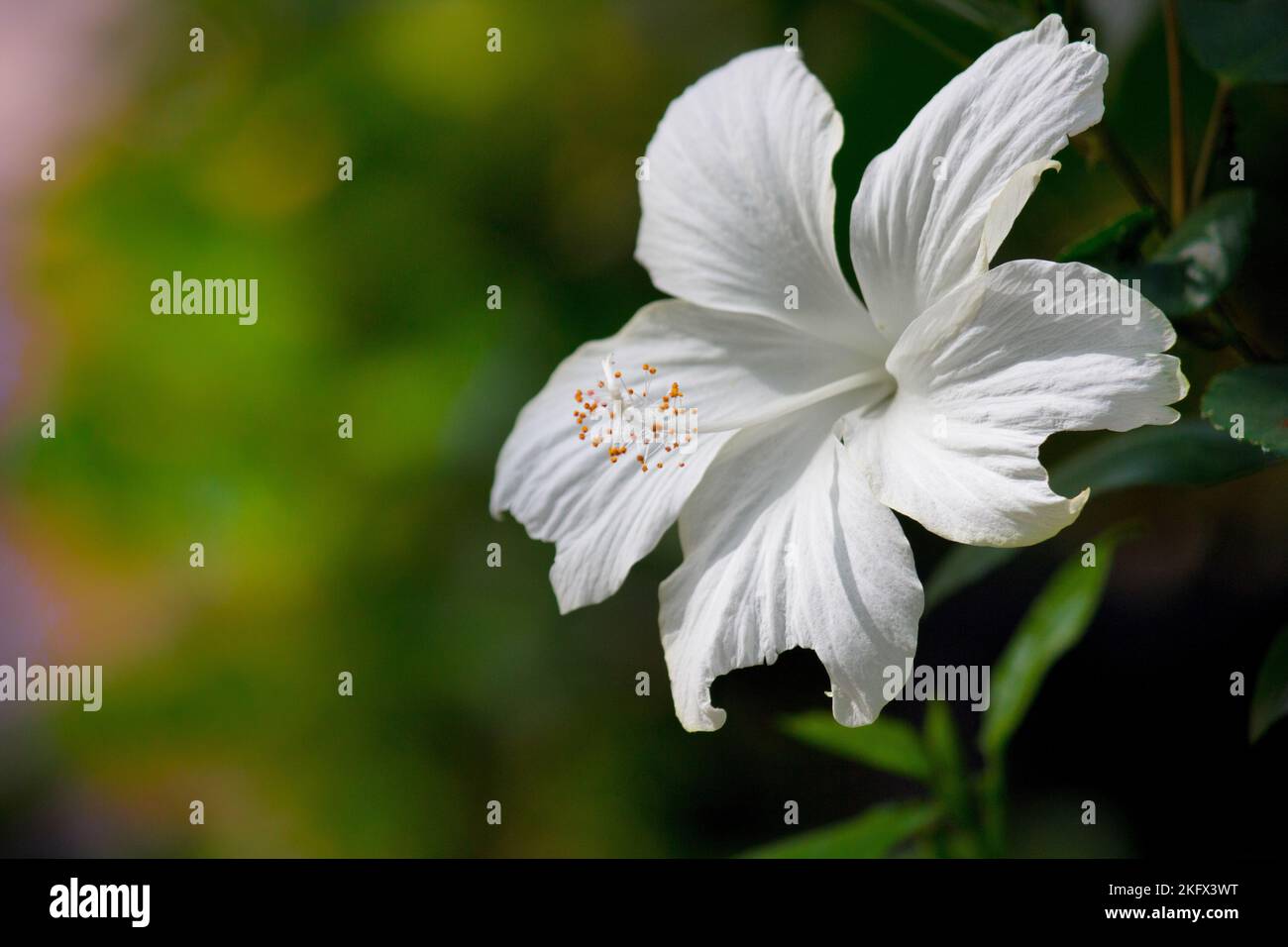 Hibiscus flower known as Shoe Flower, colloquially, Malvaceae, Chinese hibiscus, China rose