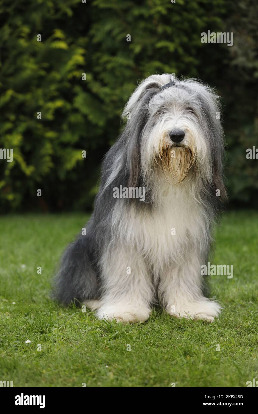 Bearded sheepdog hi-res stock photography and images - Alamy