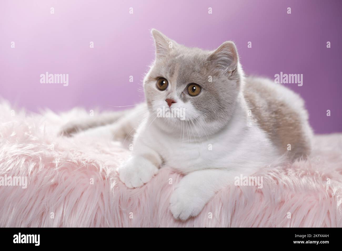 lying British Shorthair Stock Photo