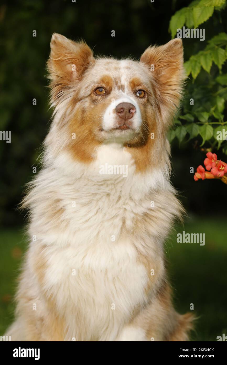 Australian Shepherd Portrait Stock Photo - Alamy