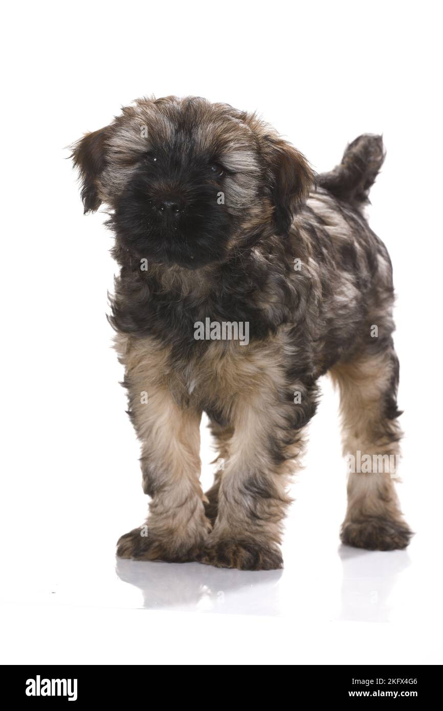 Tibetan Terrier Puppy Stock Photo Alamy