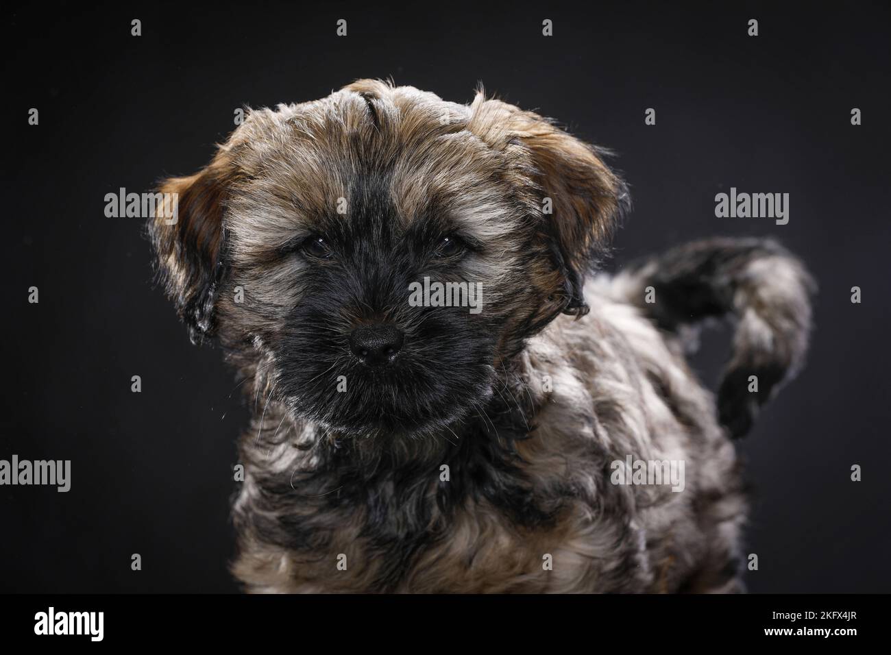 Tibetan Terrier Puppy Stock Photo Alamy