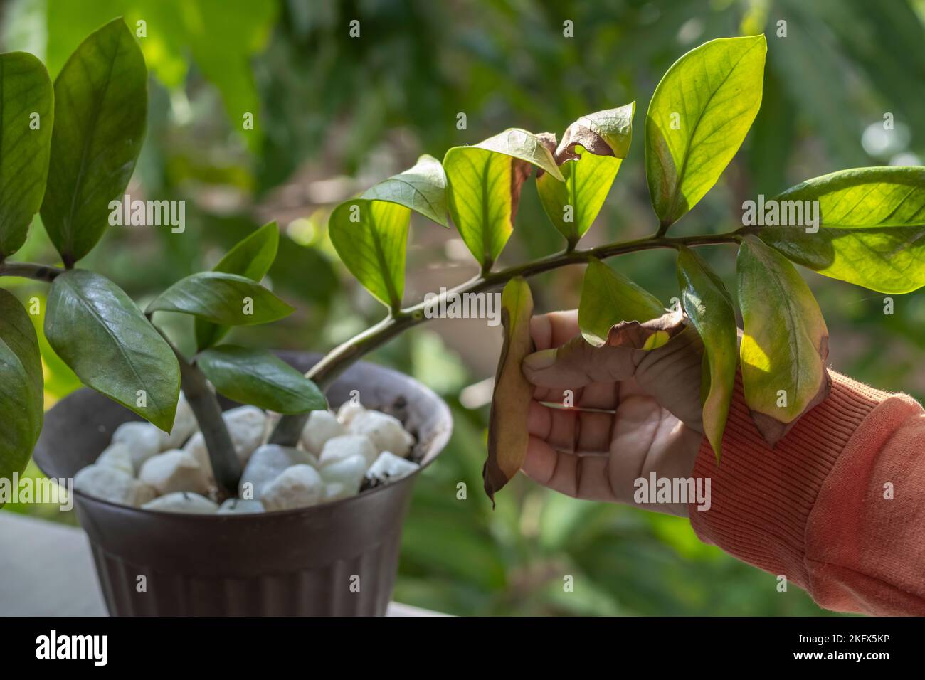 The gardener points to the yellowbrown leaf of a young Zanzibar gem