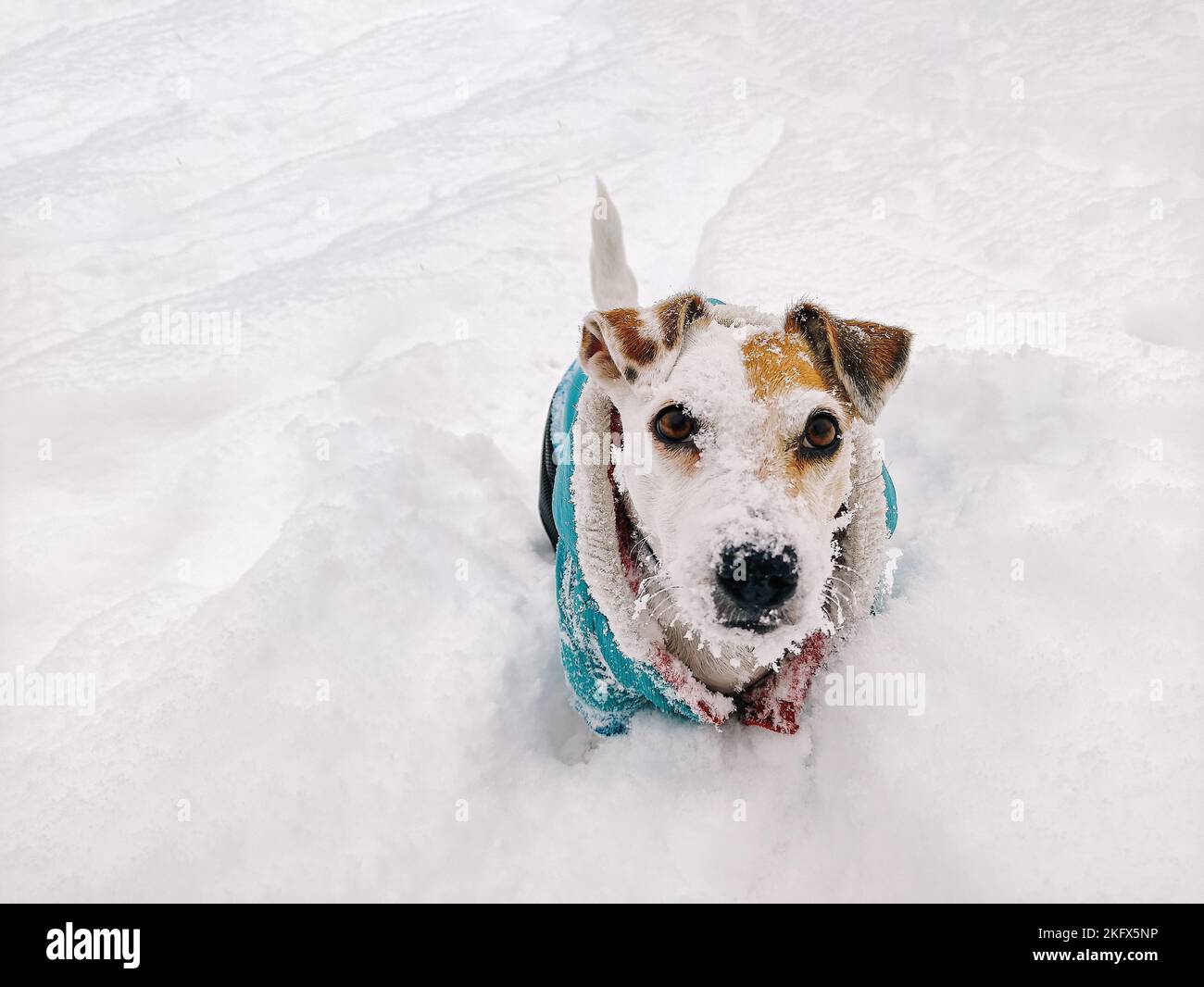 Top view of a Jack Russell Terrier dog, with a snowcovered muzzle