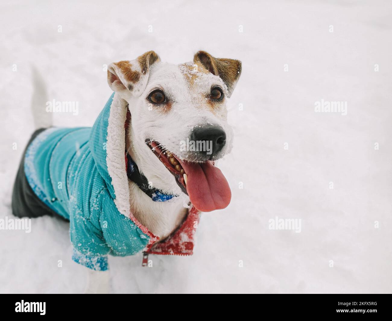 Funny dog Jack Russell in clothes with his tongue hanging out and a satisfied muzzle on a snowy landscape in winter Close-up, mobile photo Stock Photo