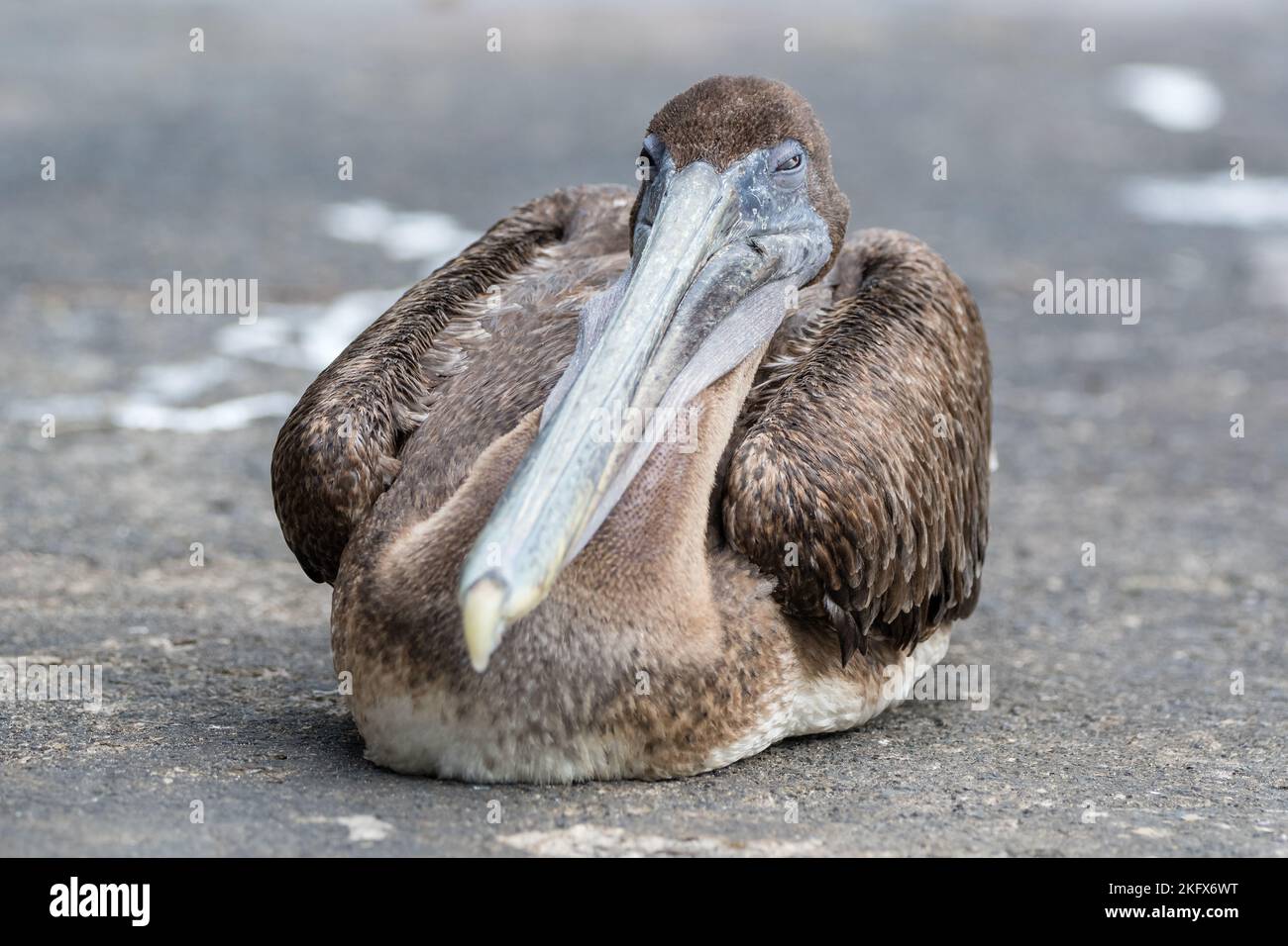 Brown pelican, Pelecanus occidentalis urinator, sleeping on the street, Santa Cruz Island, Galapagos Islands Stock Photo