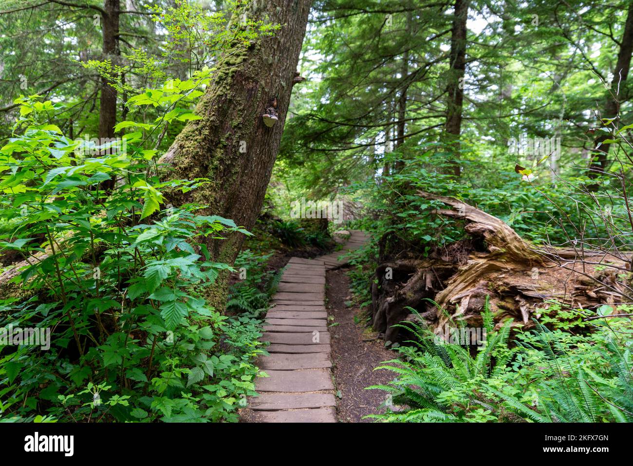 Green forest path dense hi-res stock photography and images - Alamy