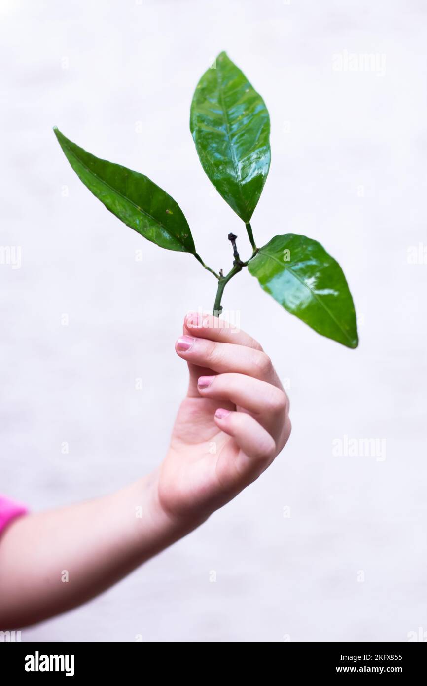 Fruit tree sapling hires stock photography and images Alamy