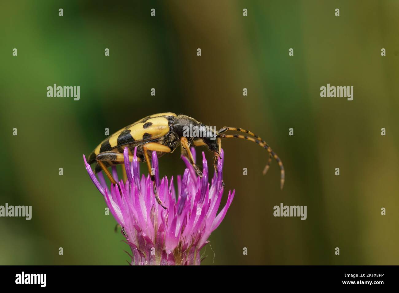 Natural closeup on a spotted longhorn beetke, Rutpela maculata sitting on a purple thistle flower Stock Photo