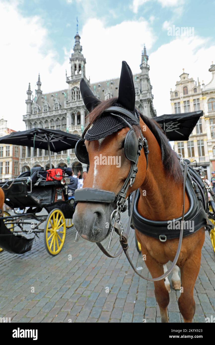 Blindfolded horse hi-res stock photography and images - Alamy