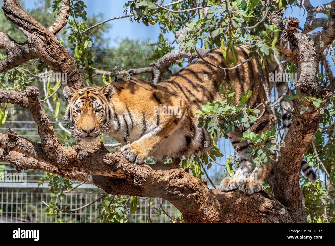 A beautiful tiger on a tree looking at the camera Stock Photo
