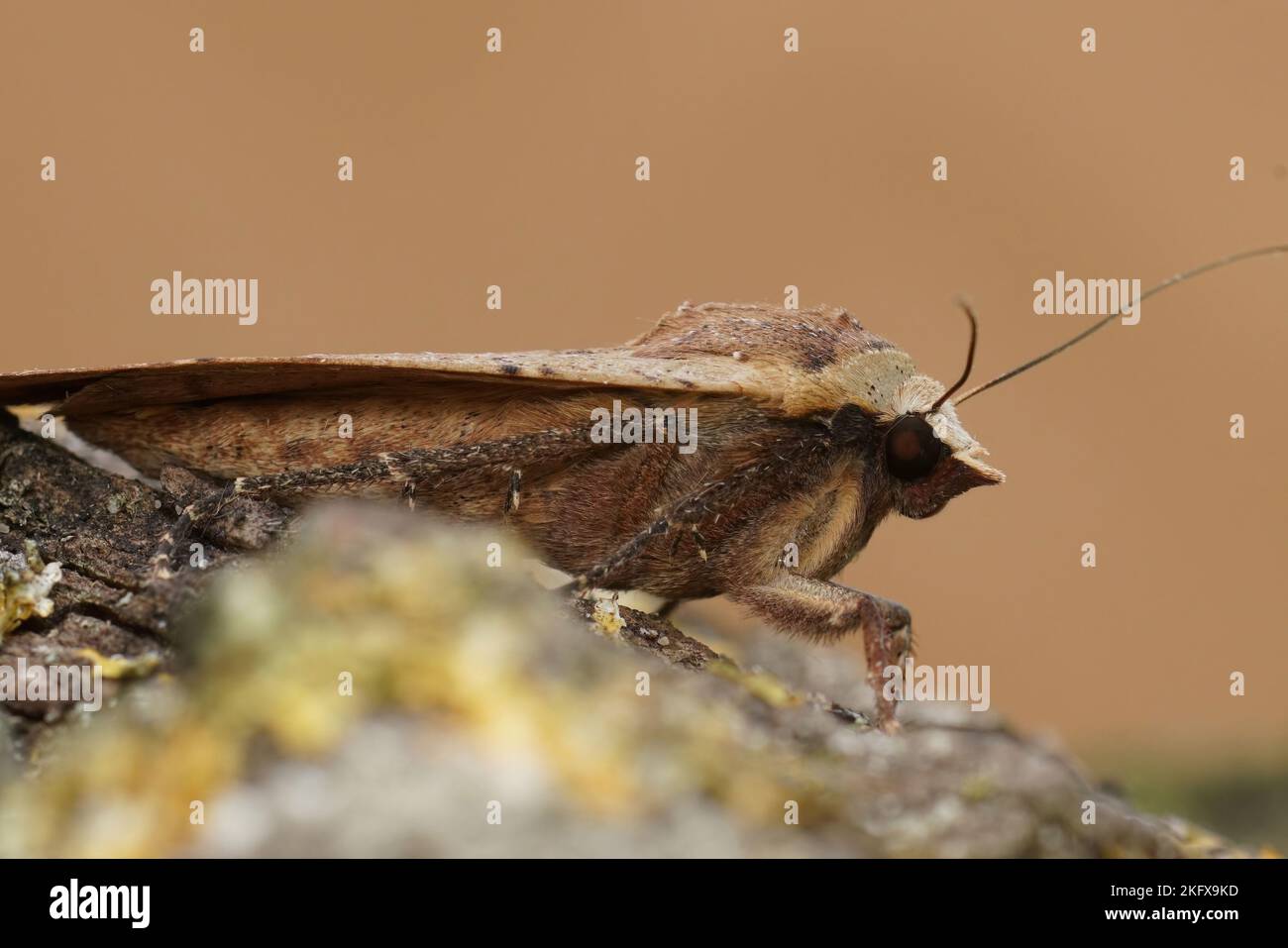 Detailed closeup of the lesser yellow underwing , Noctua comes on a green mossy piece of wood Stock Photo