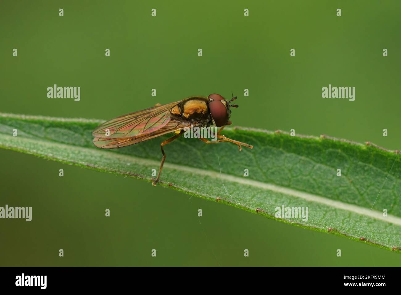 Natural closeup on a common short Melanostoma mellinum hoverfly sitting on a straw of grass Stock Photo