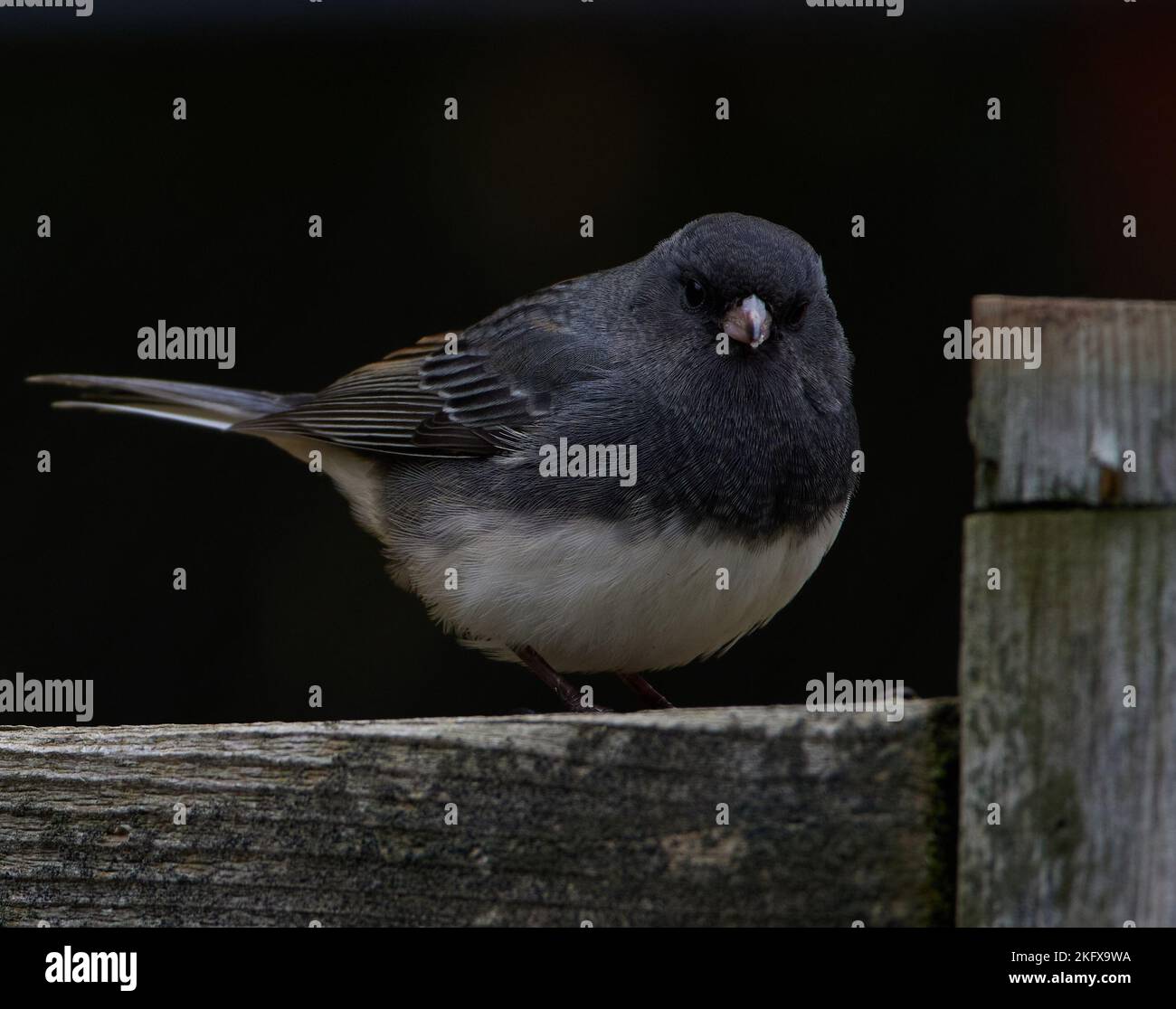 Small Junco bird on a wooden fence. Stock Photo
