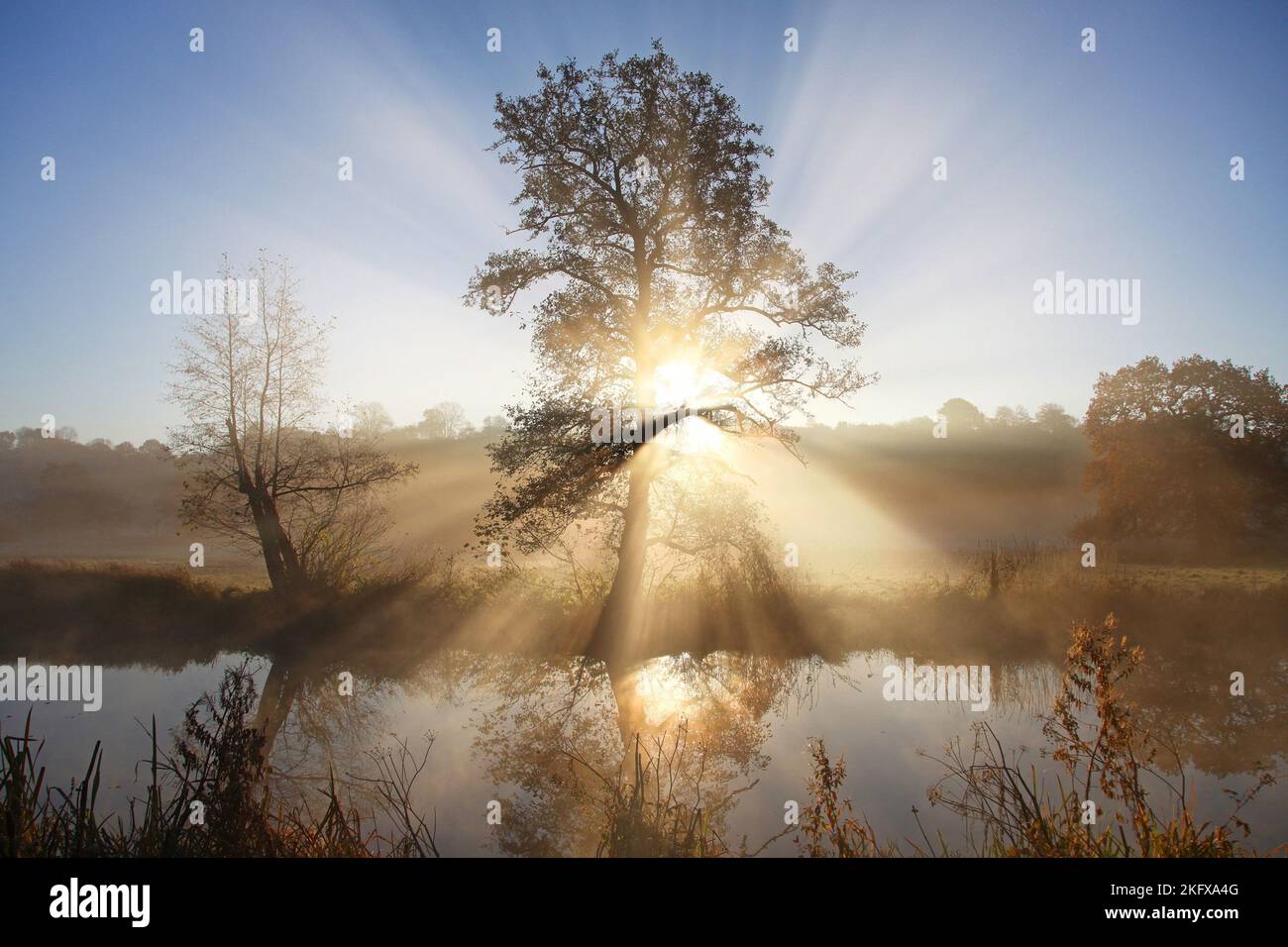 Sun rays shine through the trees on a cold misty morning by The Wey. Stock Photo