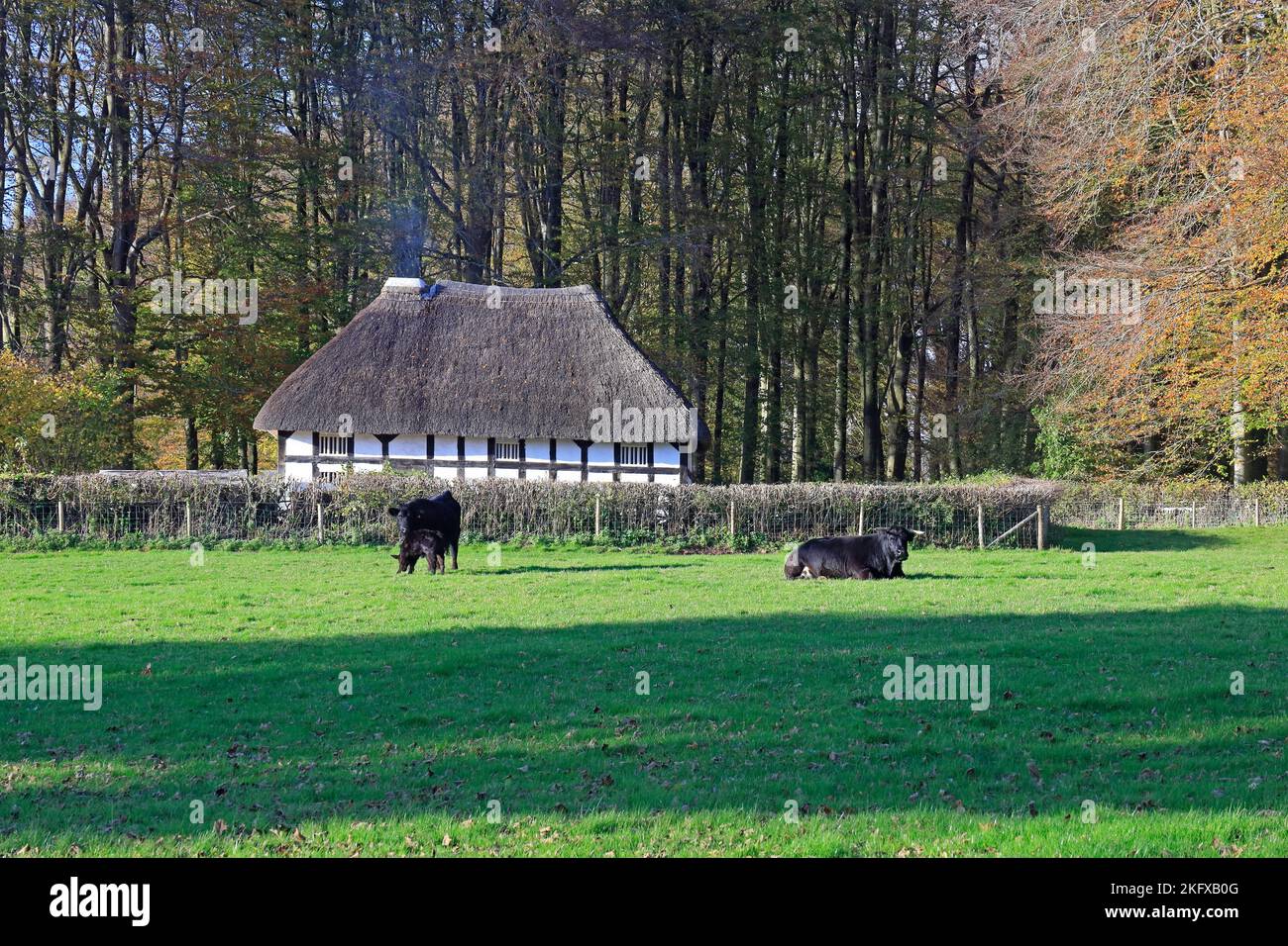 Cows and calf, Abernodwydd farmhouse / cottage. St Fagans National Museum of Histor. Amgueddfa Werin Cymru. Taken November 2022. Autumn Stock Photo