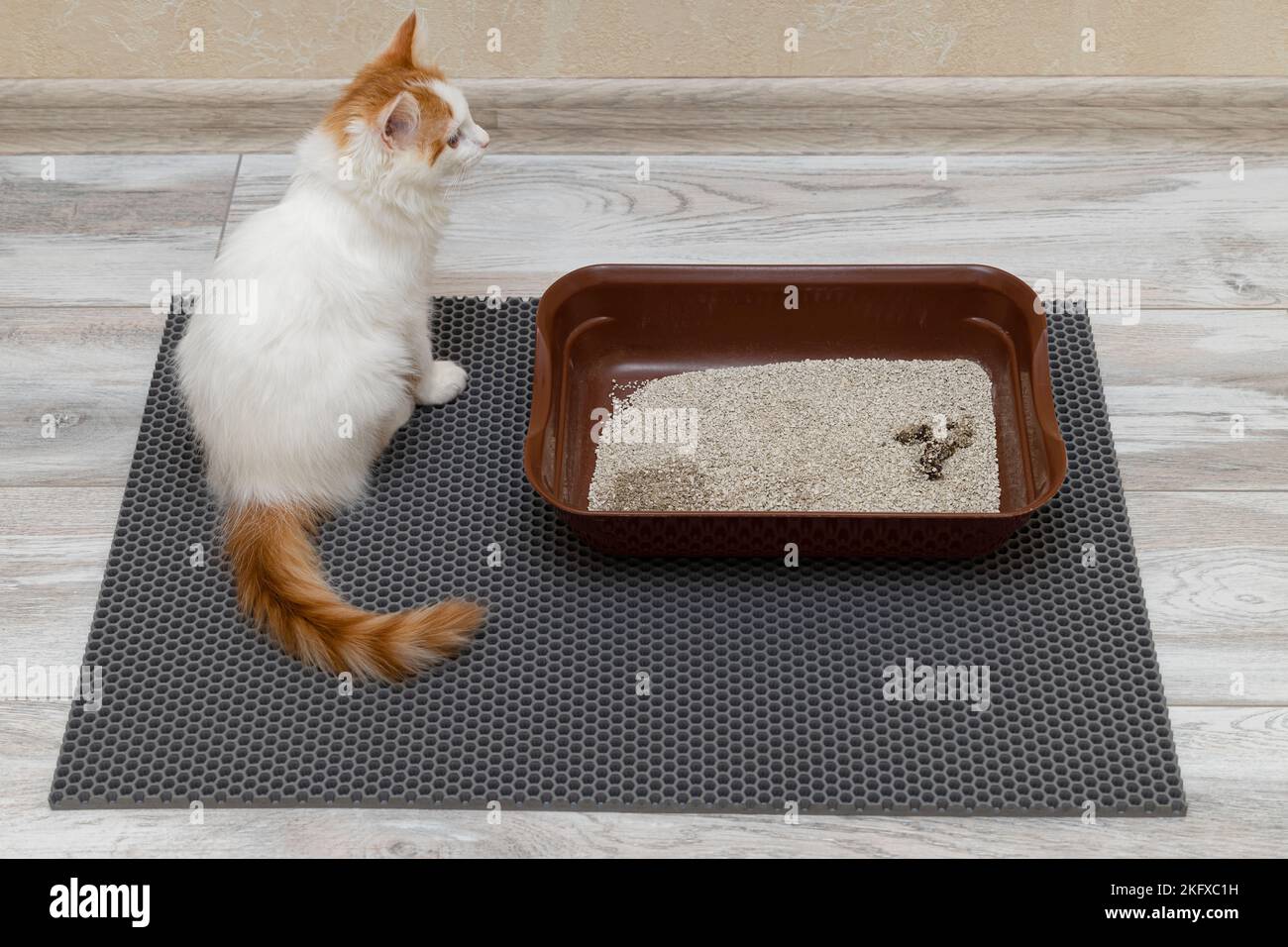 cat sitting near the cat litter box. cat goes to the toilet Stock Photo