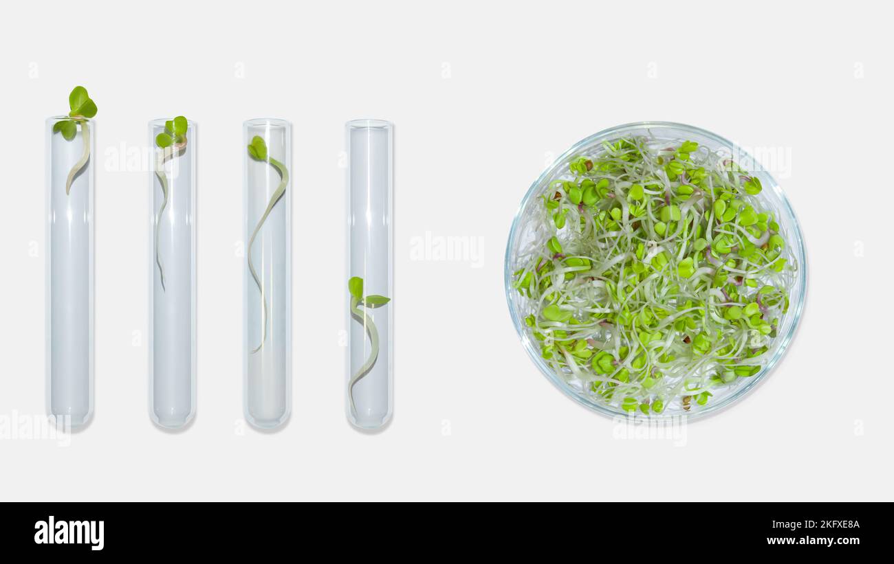 Four laboratory tubes and petri dish with green plant sprouts and ...