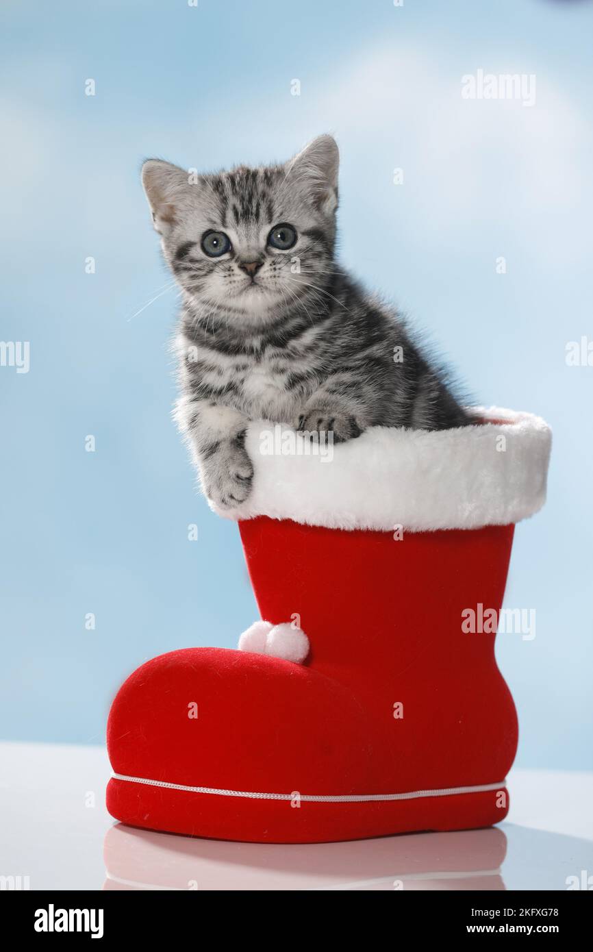 British Shorthait kitten Stock Photo