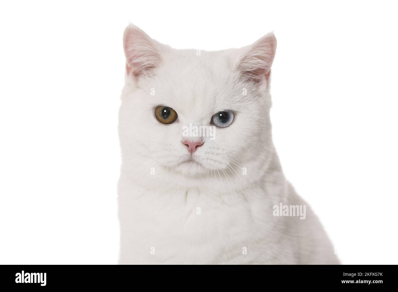 Odd eyed cheap british shorthair