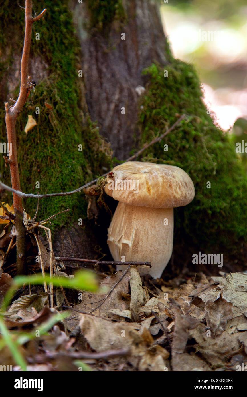 boletus-edulis-cep-penny-bun-porcino-or-king-bolete-usually-called
