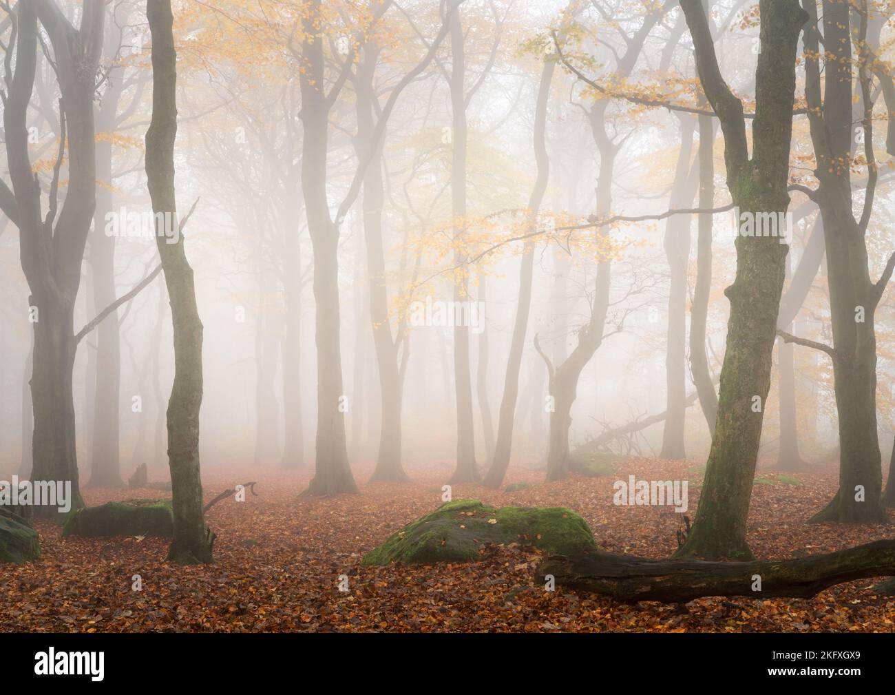 Beech trees stripped of their autumn foliage by the oncoming winter fade away into thick fog on a late autumn morning in Chevin Forest Park. Stock Photo