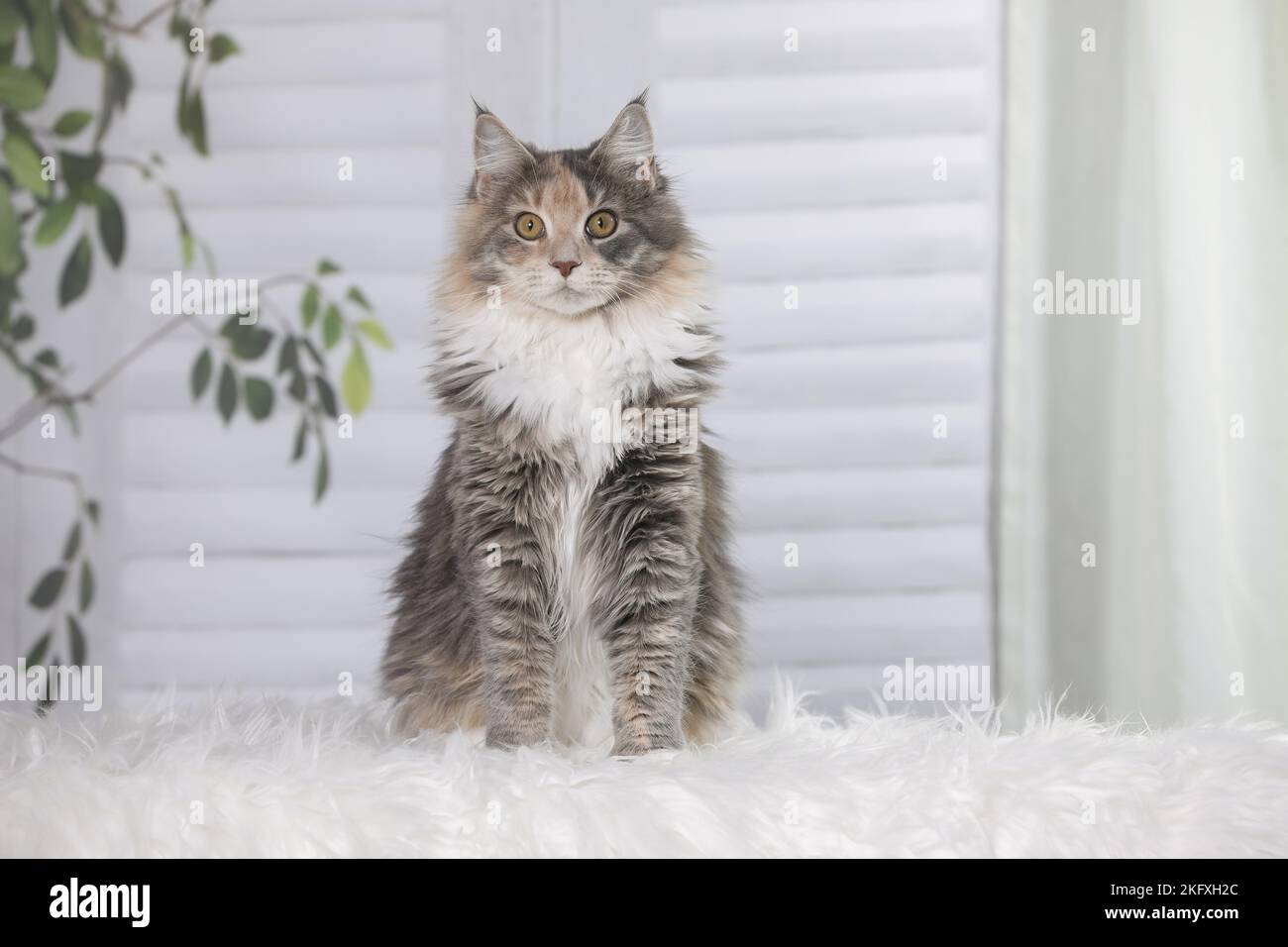 young Maine Coon Stock Photo