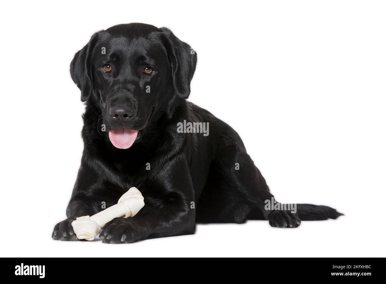 black Labrador Retriever in front of white background Stock Photo