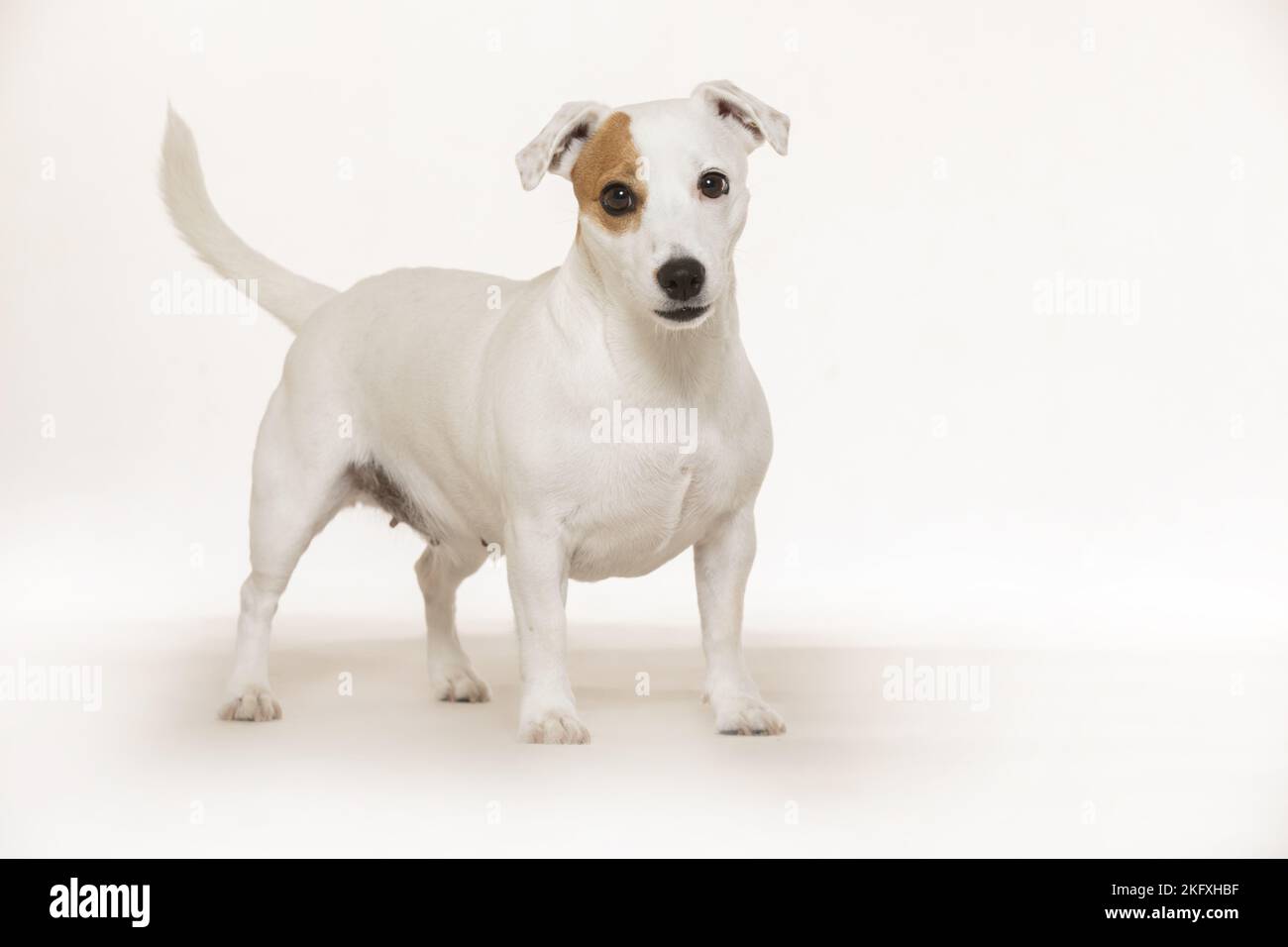standing Jack Russell Terrier Stock Photo Alamy