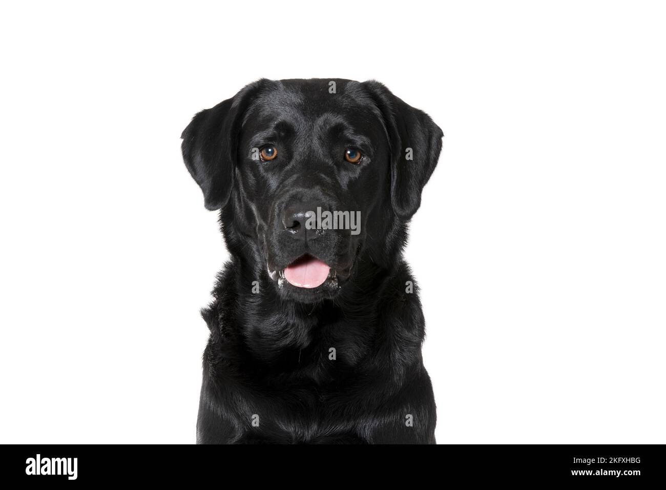 Black Labrador Retriever In Front Of White Background Stock Photo - Alamy