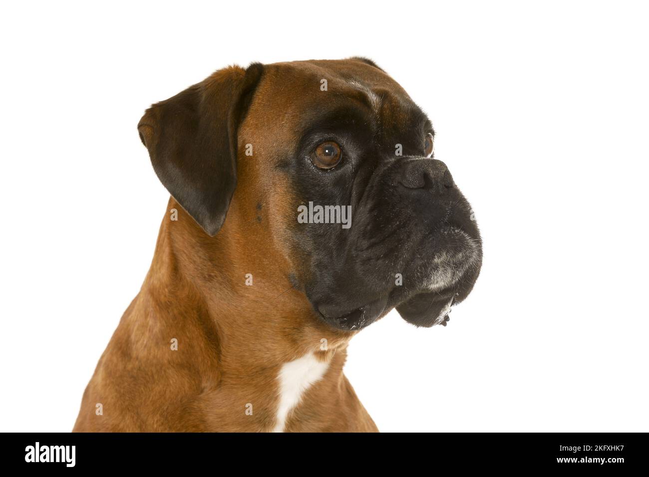 German Boxer in front of white background Stock Photo - Alamy