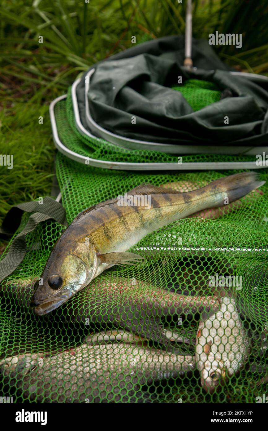 Freshwater zander fish know as sander lucioperca just taken from the ...