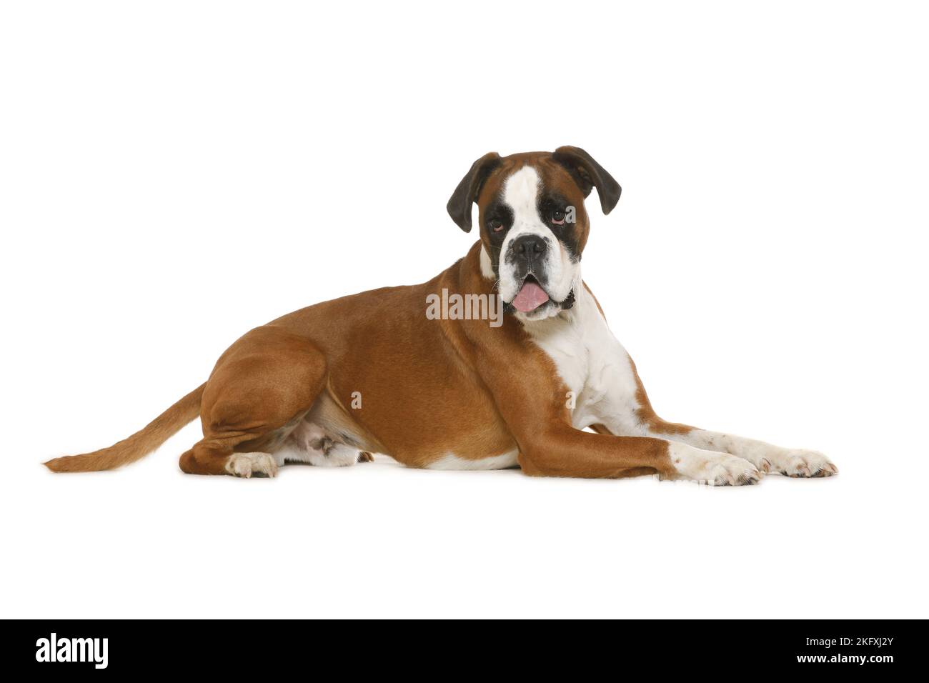 German Boxer in front of white background Stock Photo - Alamy