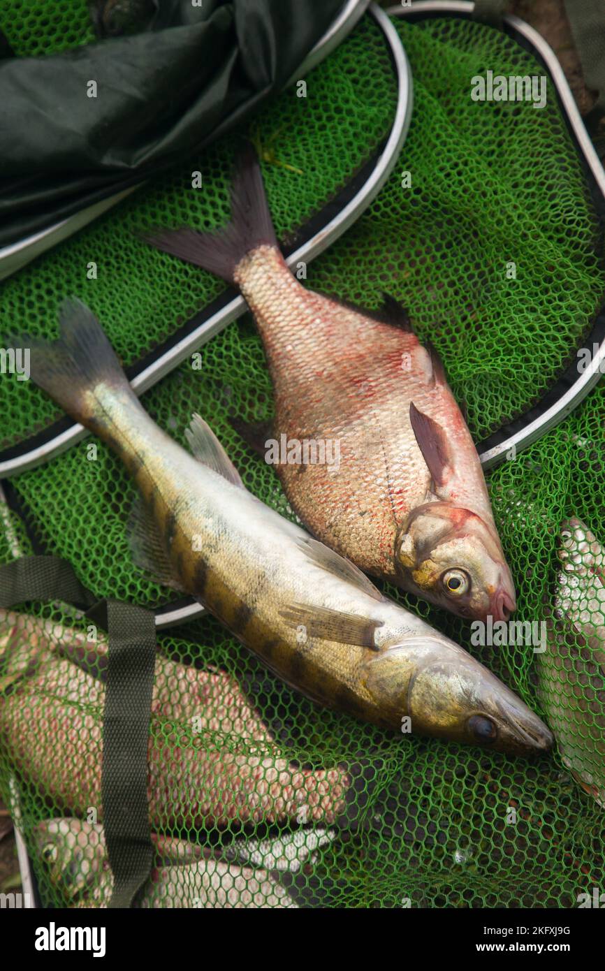 Freshwater zander fish know as sander lucioperca and common bream known
