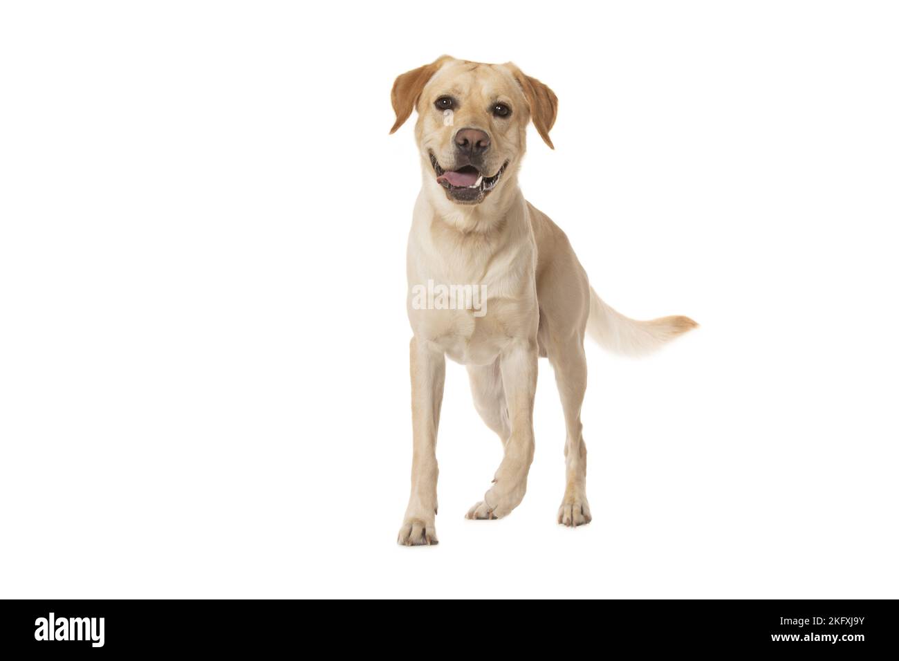 Labrador Retriever in front of white background Stock Photo