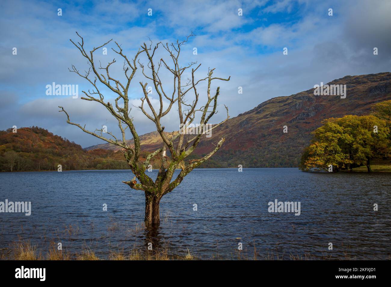 dead tree, Loch Lomond, Scotland UK Stock Photo