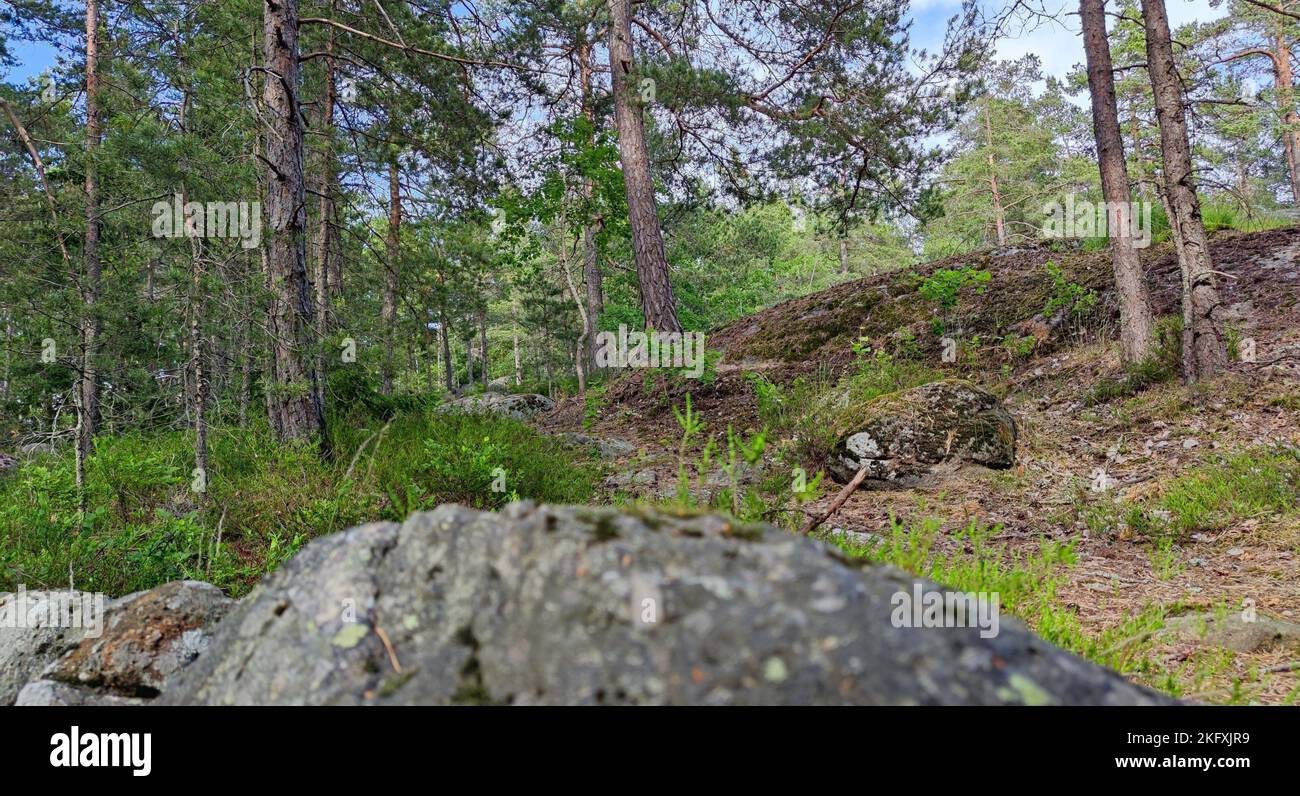 A landscape of green forest with trees Stock Photo - Alamy