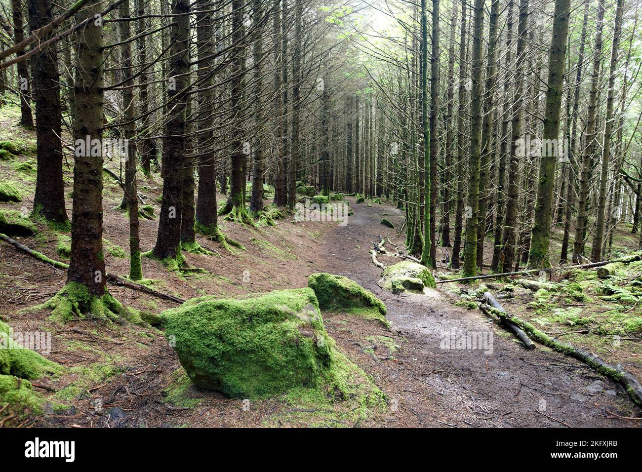 A Landscape of green forest with trees Stock Photo - Alamy