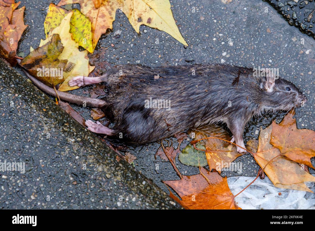 Dead rat along the sidewalk of brussels street | Rat mort le long d'un trottoir a Bruxelles Stock Photo