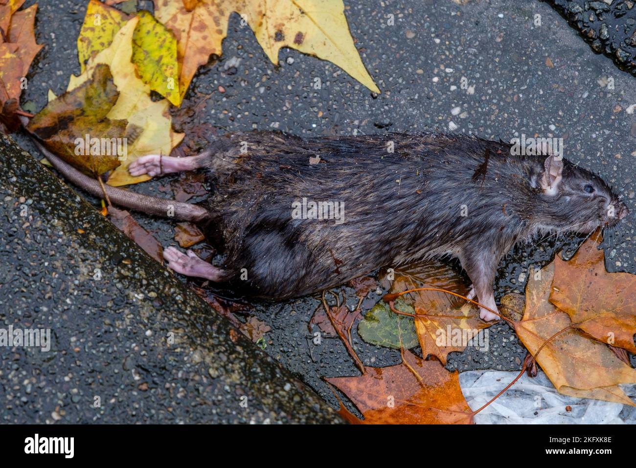 Dead rat along the sidewalk of brussels street | Rat mort le long d'un trottoir a Bruxelles Stock Photo