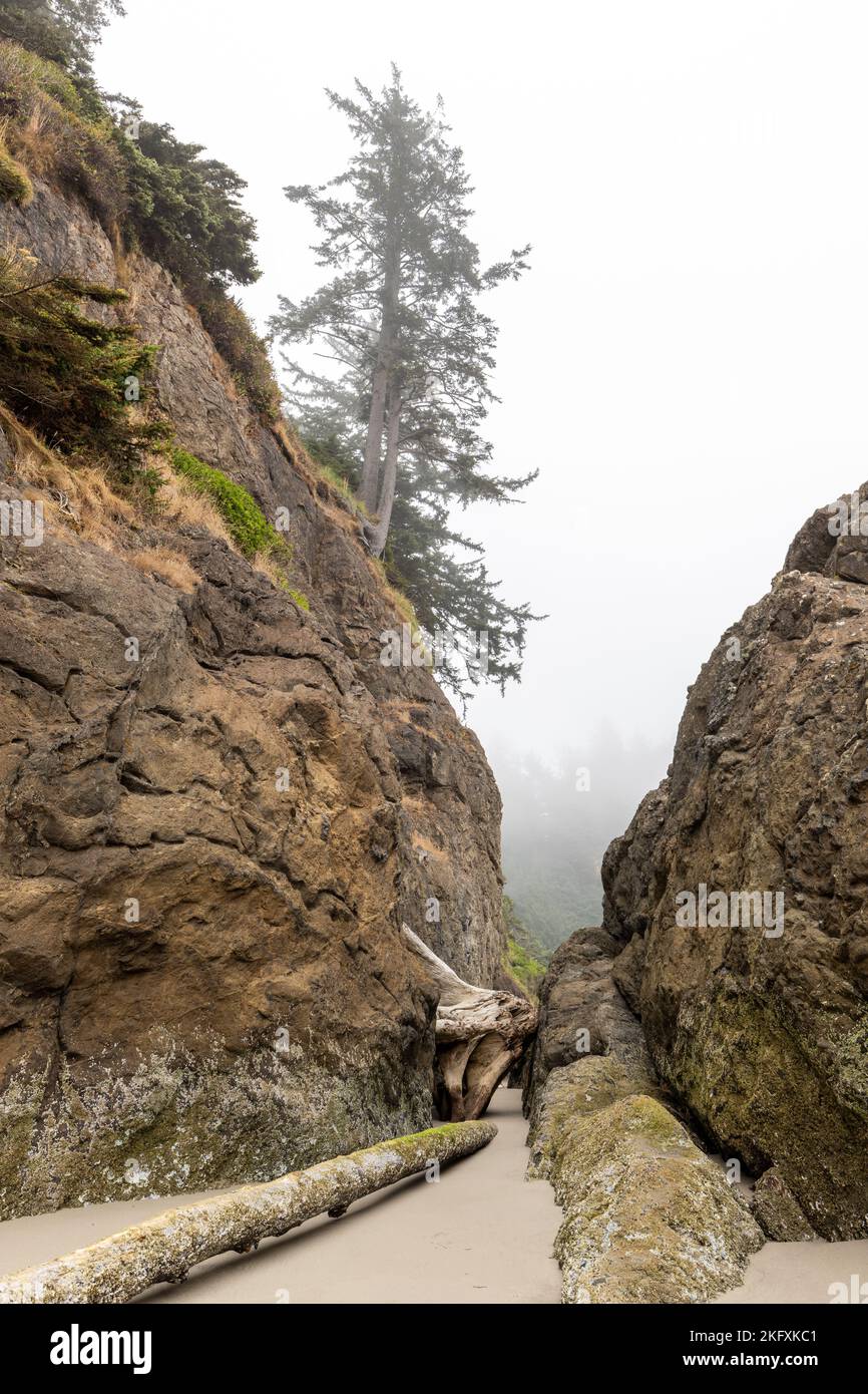 Trees grow along the cliff side at Cape Disappointment State Park in