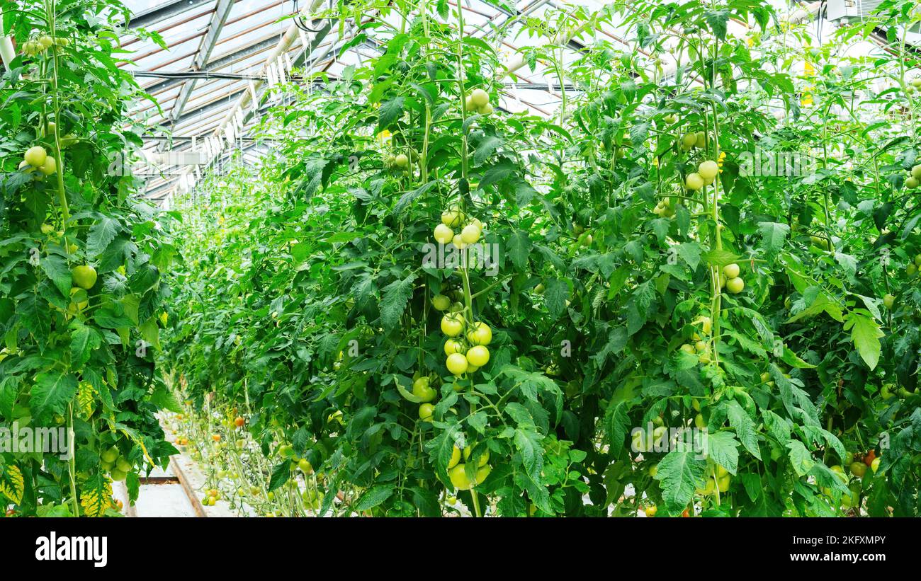 The tomato fruits hang on indeterminate varieties of tomatoes plants in