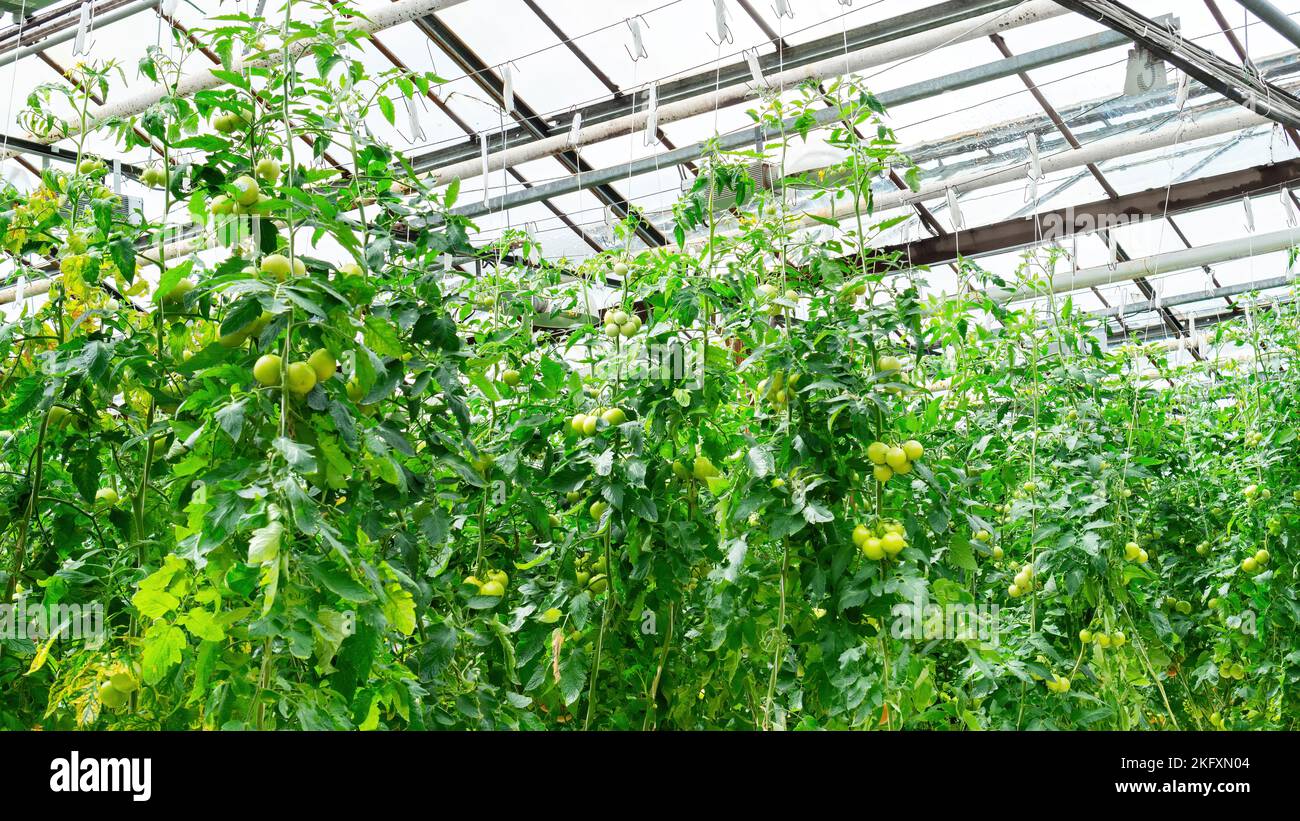 Growing tomatoes in an industrial greenhouse on an organic farm. Yearround cultivation of