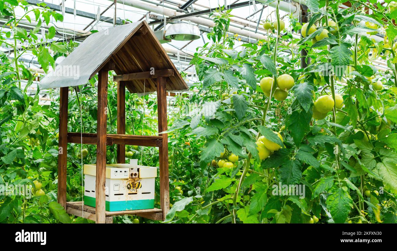 Using bees and other insects to pollinate tomato flowers inside a