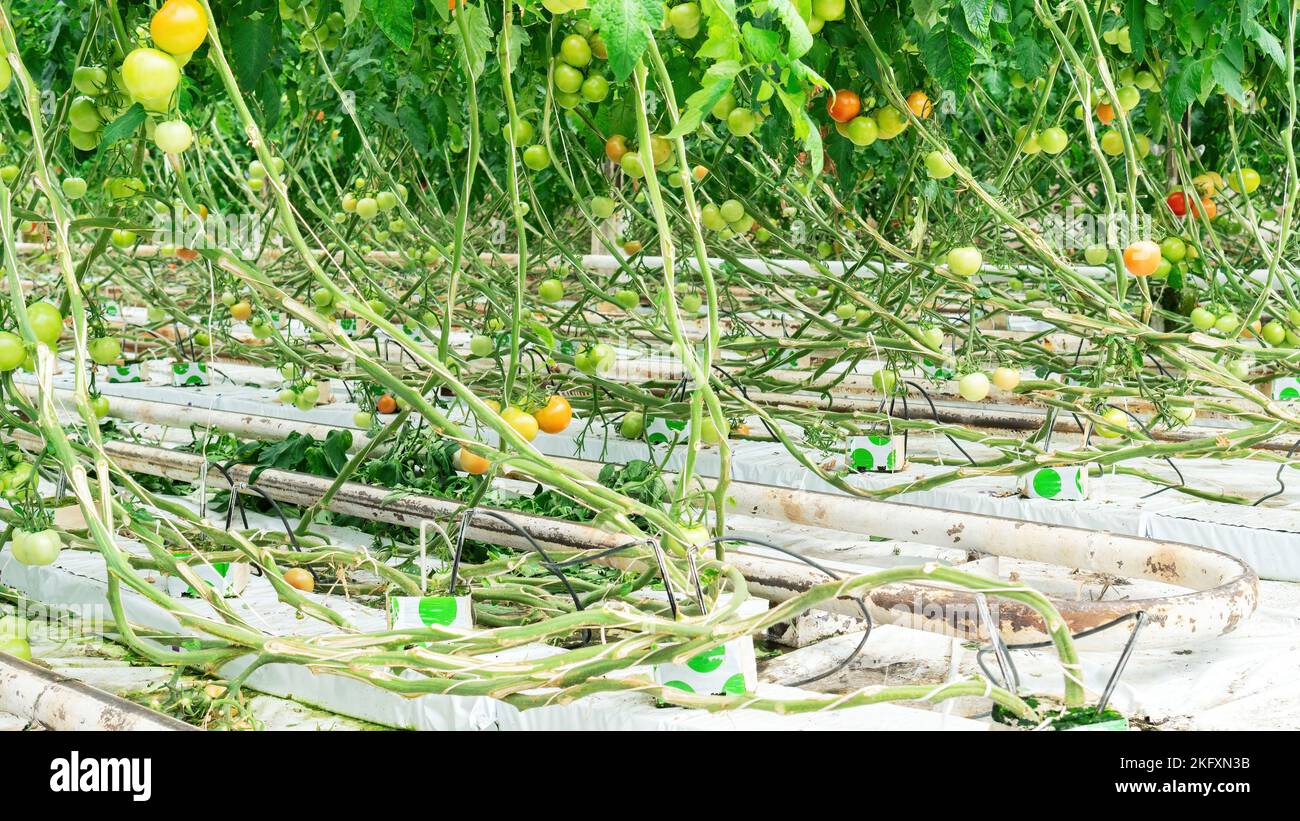 Hydroponics technology for yearround growing tomatoes in a greenhouse. Closeup of a hydroponic