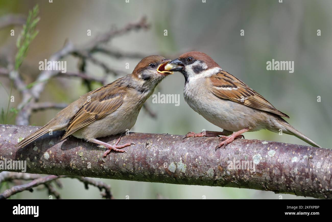 Eurasian tree sparrow (passer montanus) feeding his hungry chick mouth to mouth with tasty food Stock Photo